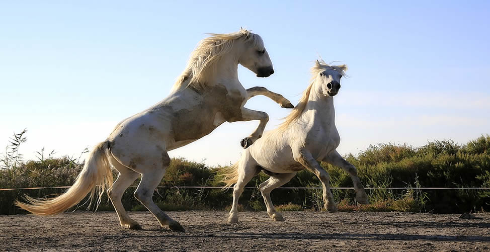 Soñar Con Caballo