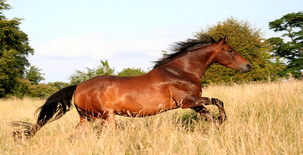 Soñar Con Caballo