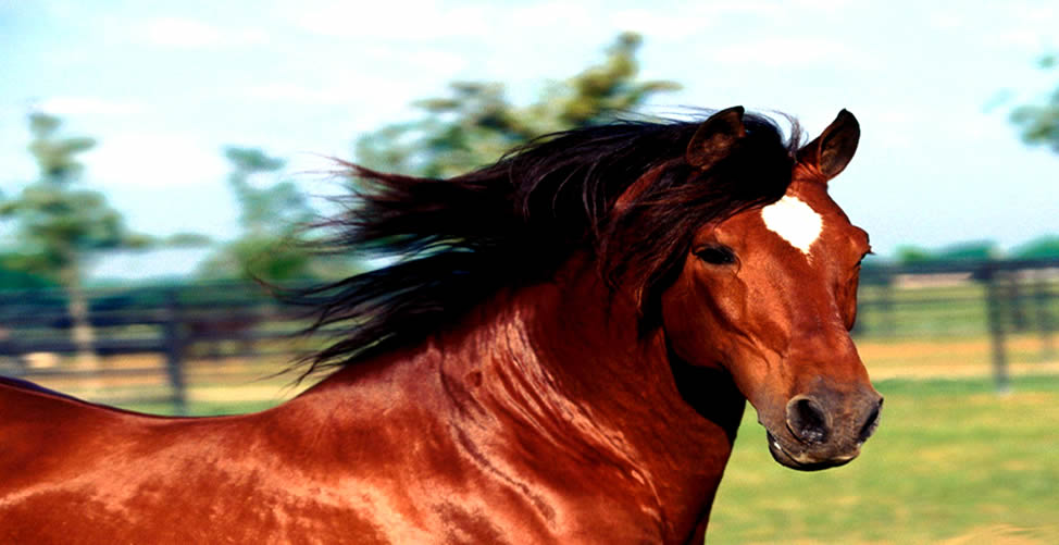 Soñar Con Caballo