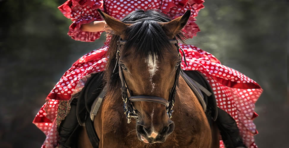 Soñar Con Caballo