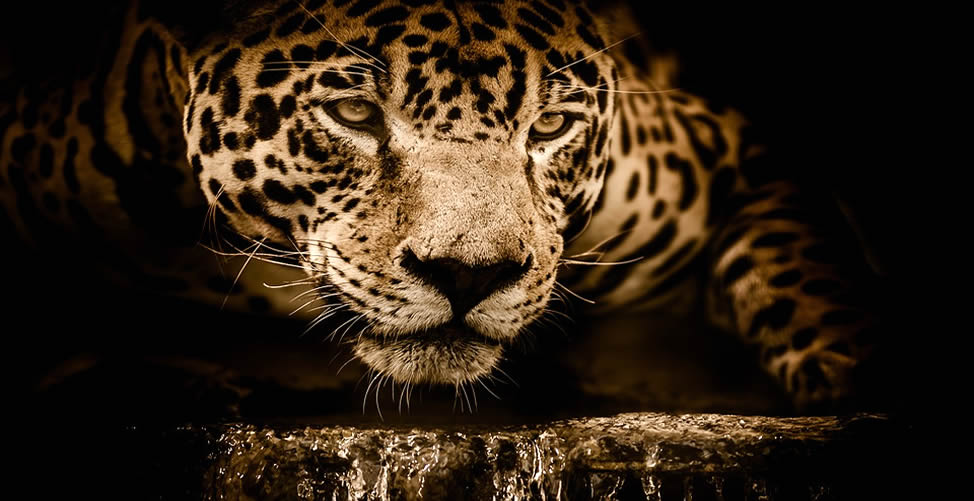 Soñar con Jaguar