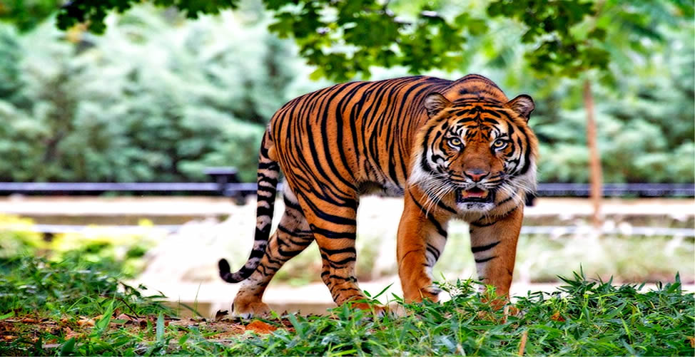 Soñar con tigre