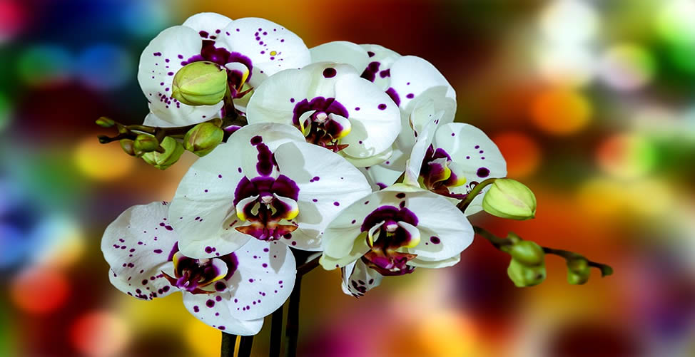 Soñar Con Orquídea