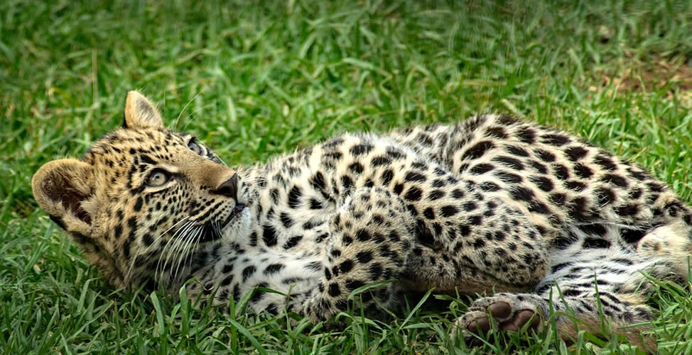 Soñar Con Leopardo