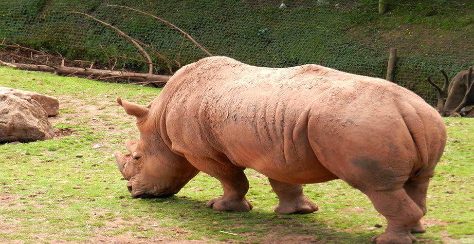 Soñar Con Rinoceronte