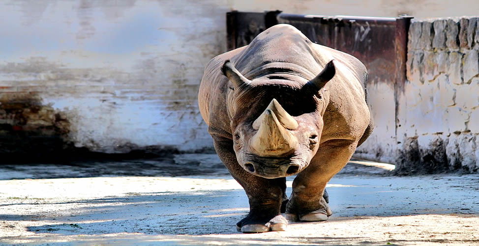 Soñar Con Rinoceronte