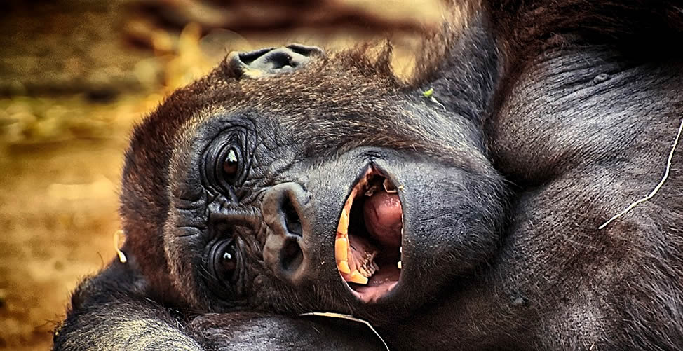 Soñar Con Gorila